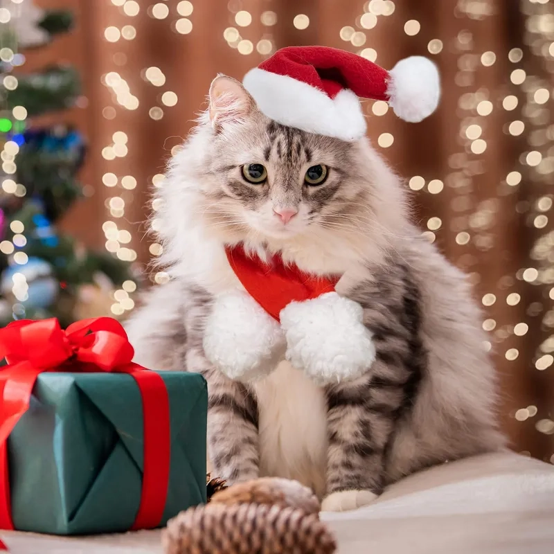 Ảnh meme Noel tuyệt vời cho bạn chia sẻ trong mùa lễ này, làm bừng sáng không gian.