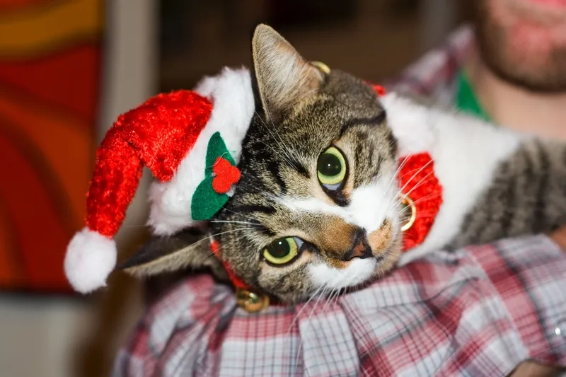 Meme quà Noel giúp bạn tìm kiếm những món quà vui nhộn cho mùa lễ hội.