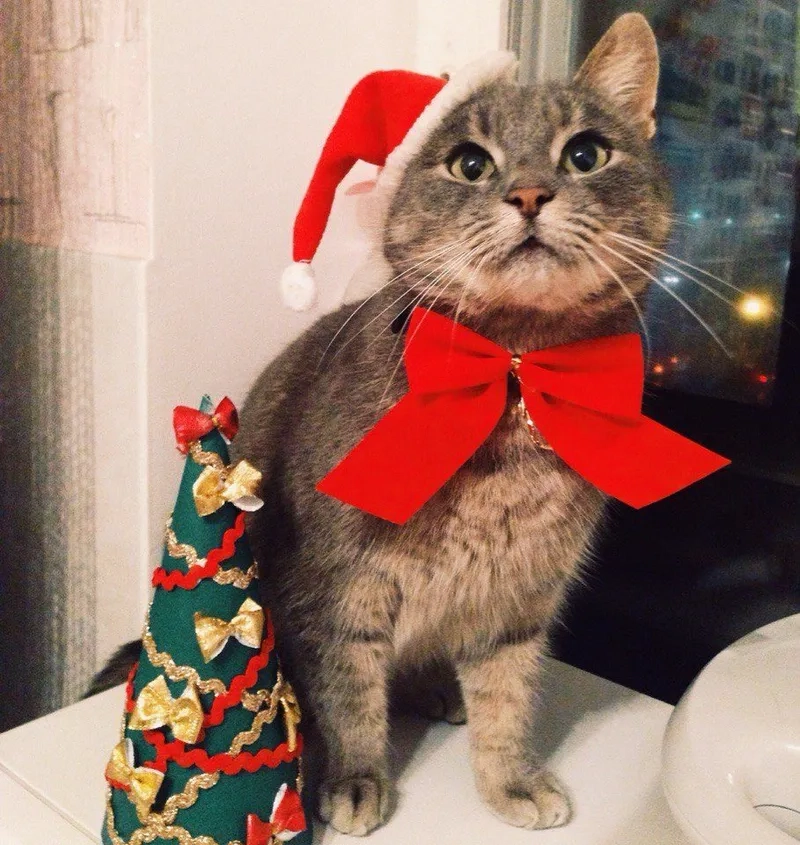 Cây thông Noel meme đẹp mắt, truyền tải không khí ấm áp của mùa Giáng Sinh.