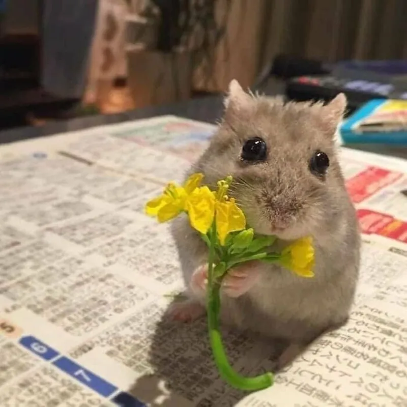 Meme hamster buồn với âm nhạc violin tạo nên một cảm xúc sâu lắng.