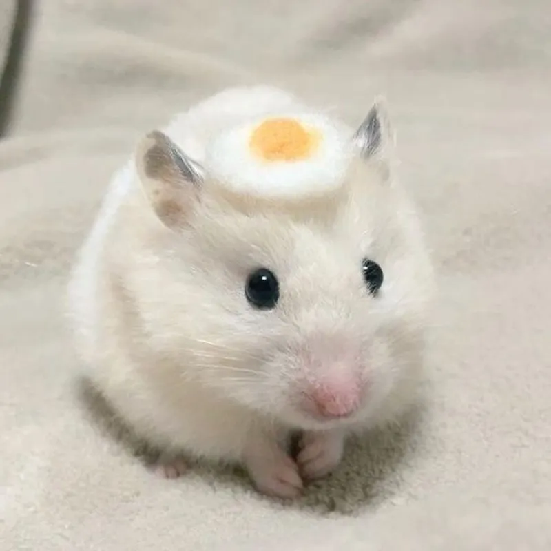 Meme hamster buồn chất lượng cao, giúp bạn cảm nhận cảm xúc rõ ràng.