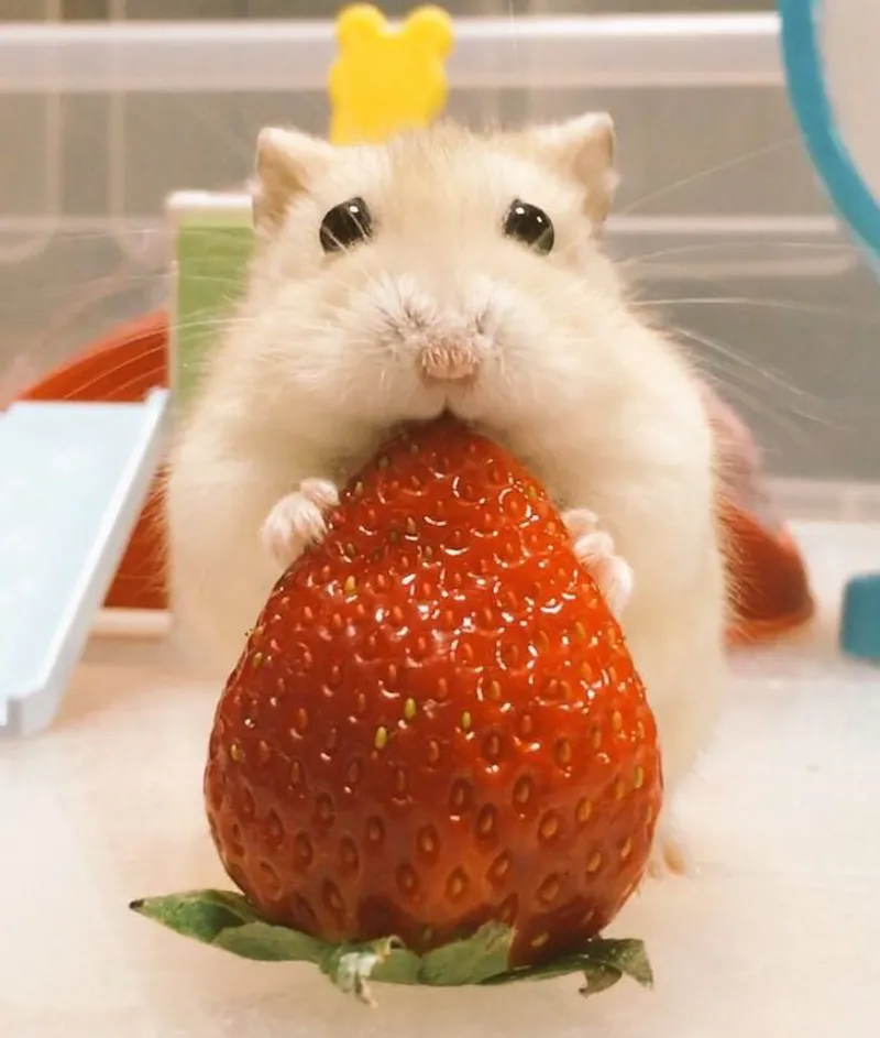 Meme hamster buồn dạng GIF mang lại cảm giác chân thật hơn bao giờ hết.