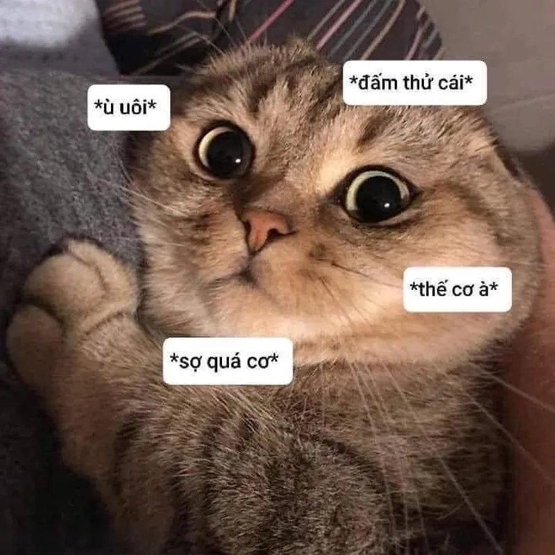 Tình huống hài hước được thể hiện sống động với meme này.
