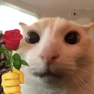 Meme con mèo tặng hoa sẽ khiến bạn bật cười vì biểu cảm quá dễ thương