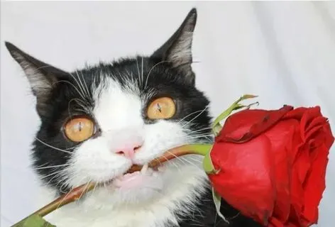 Meme mèo cute tặng hoa hồng là lựa chọn hoàn hảo để tỏ tình