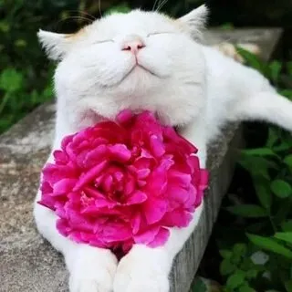 Hài hước và duyên dáng, meme tặng hoa mèo làm sáng bừng ngày mới