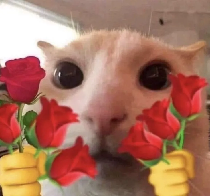 Ảnh meme con mèo tặng hoa là cách tuyệt vời để chia sẻ niềm vui