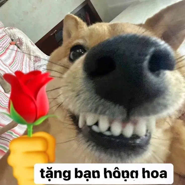 Meme tặng bó hoa là cách hoàn hảo để gửi lời yêu thương một cách hài hước