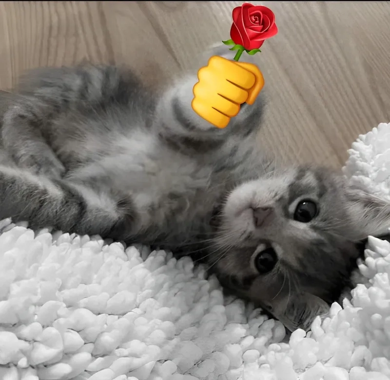 Meme làm quà tặng mẹ 8/3 mang lại những phút giây đáng nhớ và vui vẻ trong ngày lễ của mẹ.