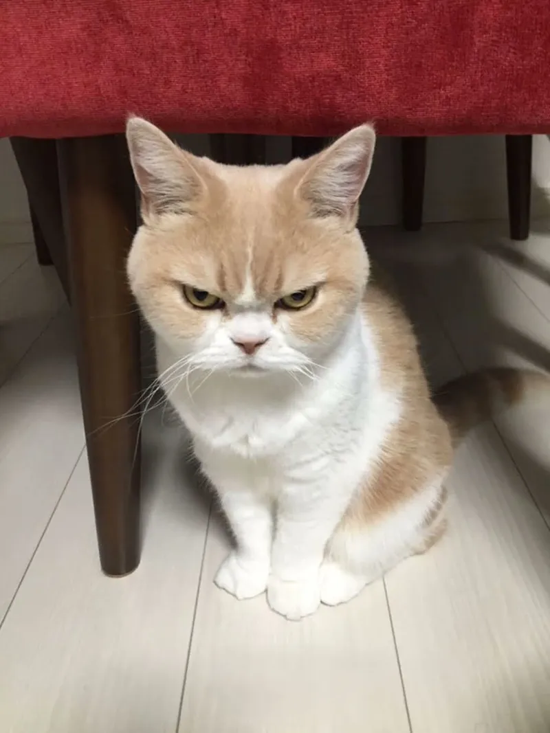 Cảm xúc tức ái ngại trong meme khiến người xem không thể ngừng bật cười.