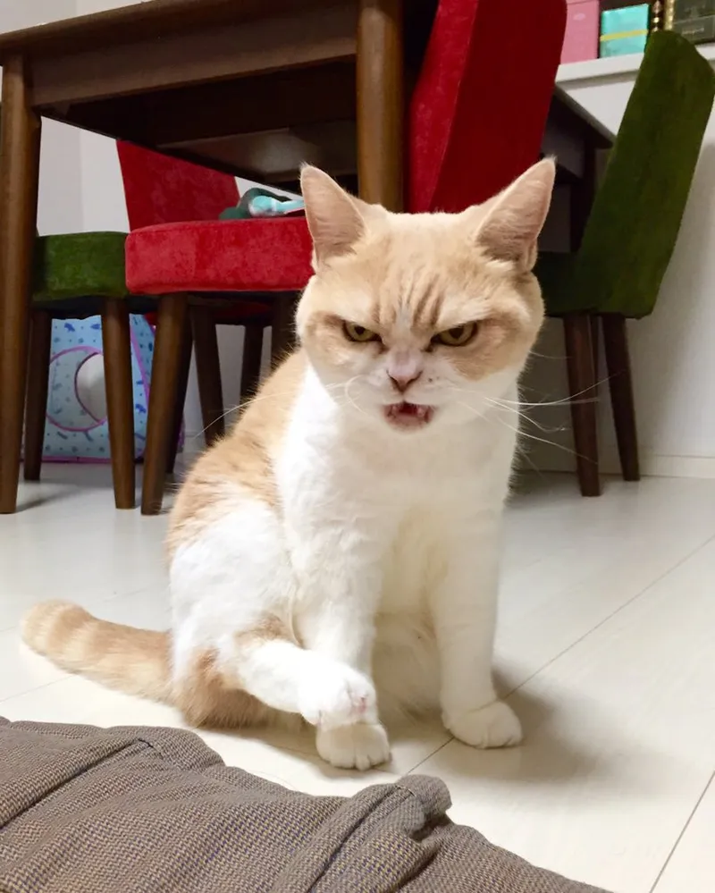 Tâm trạng tao tức á trong meme được thể hiện đầy hài hước và sáng tạo.