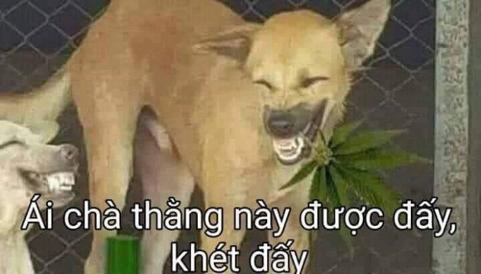 Meme chó hài siêu lầy lội và đáng yêu khó cưỡng