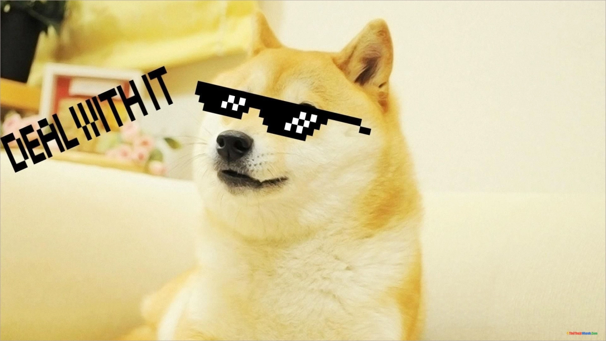 Con chó cười meme với nụ cười gây bão mạng xã hội