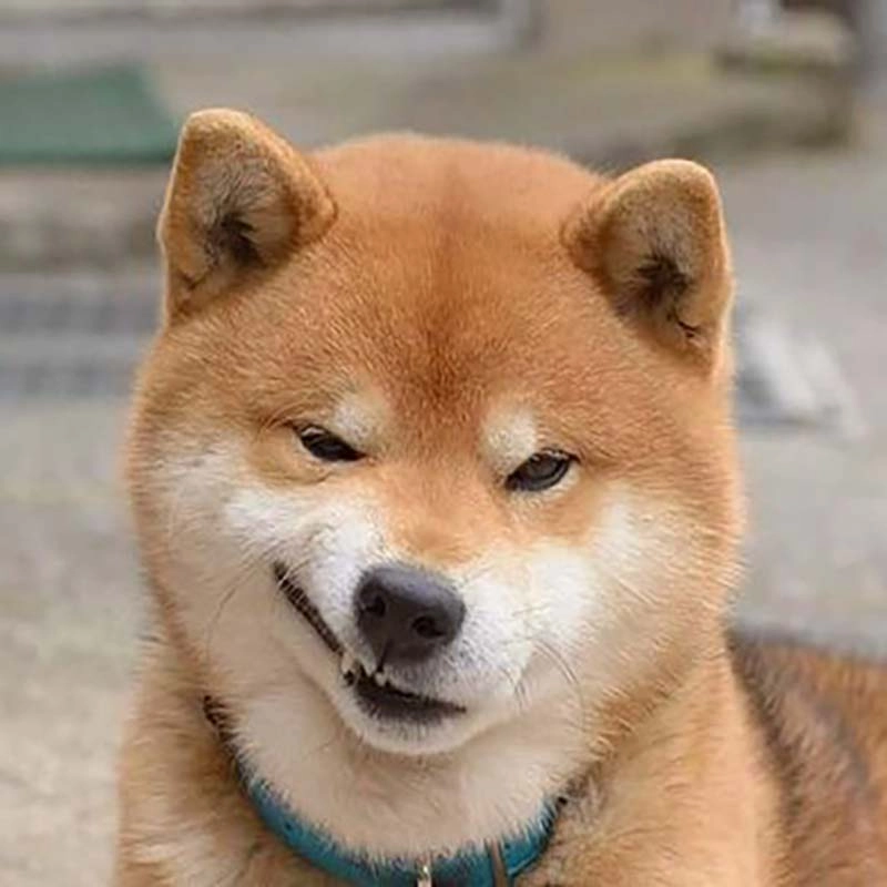 Hình chó meme hài tạo trend với độ lầy khó tin