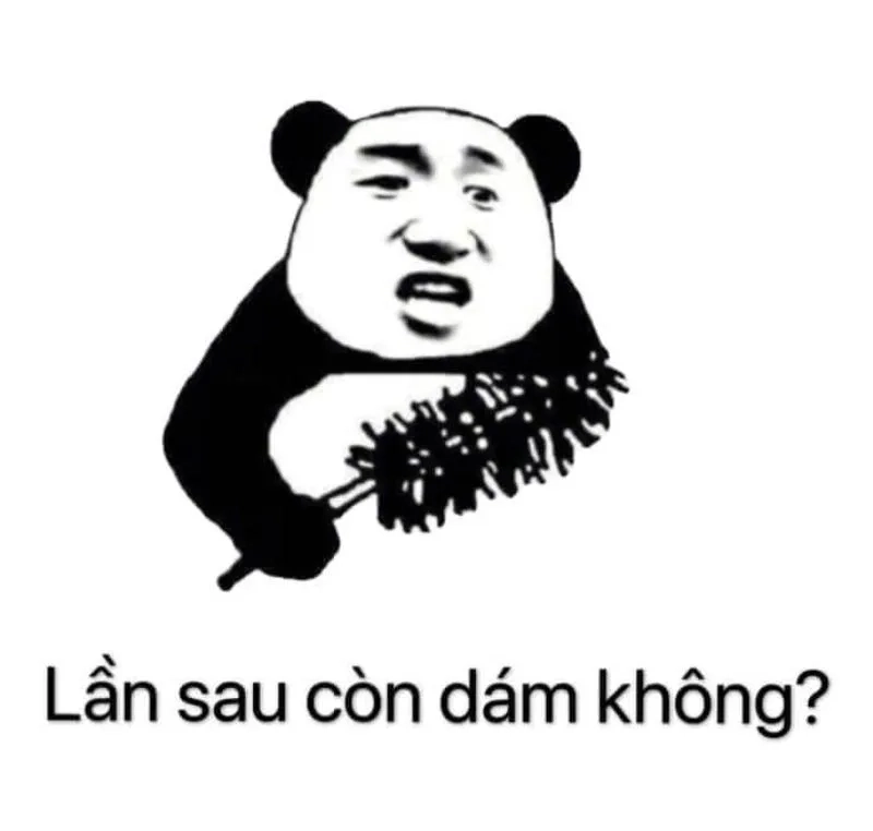 Gấu hài hước meme mang đến tiếng cười sảng khoái