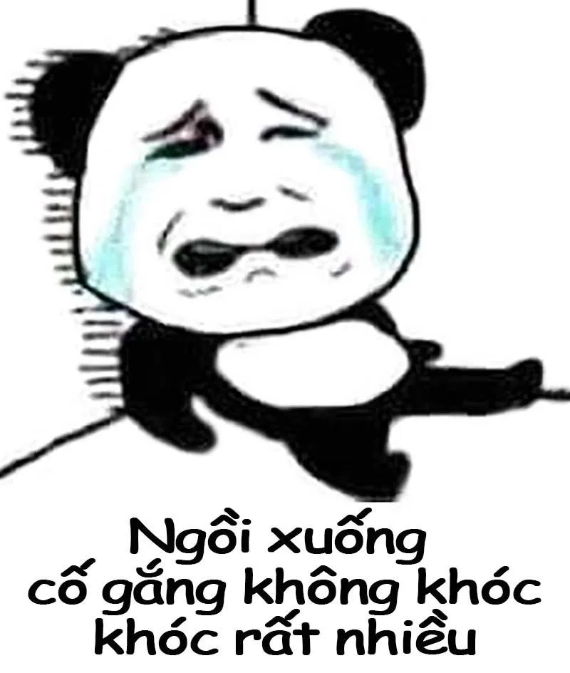 Meme gấu bựa đậm chất giải trí không thể bỏ lỡ