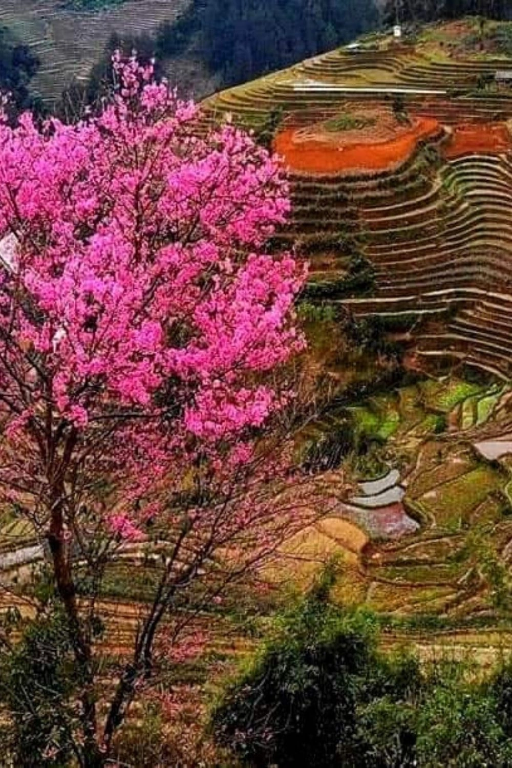 Hình ảnh hoa đào ngày tết tràn ngập sắc hồng tươi