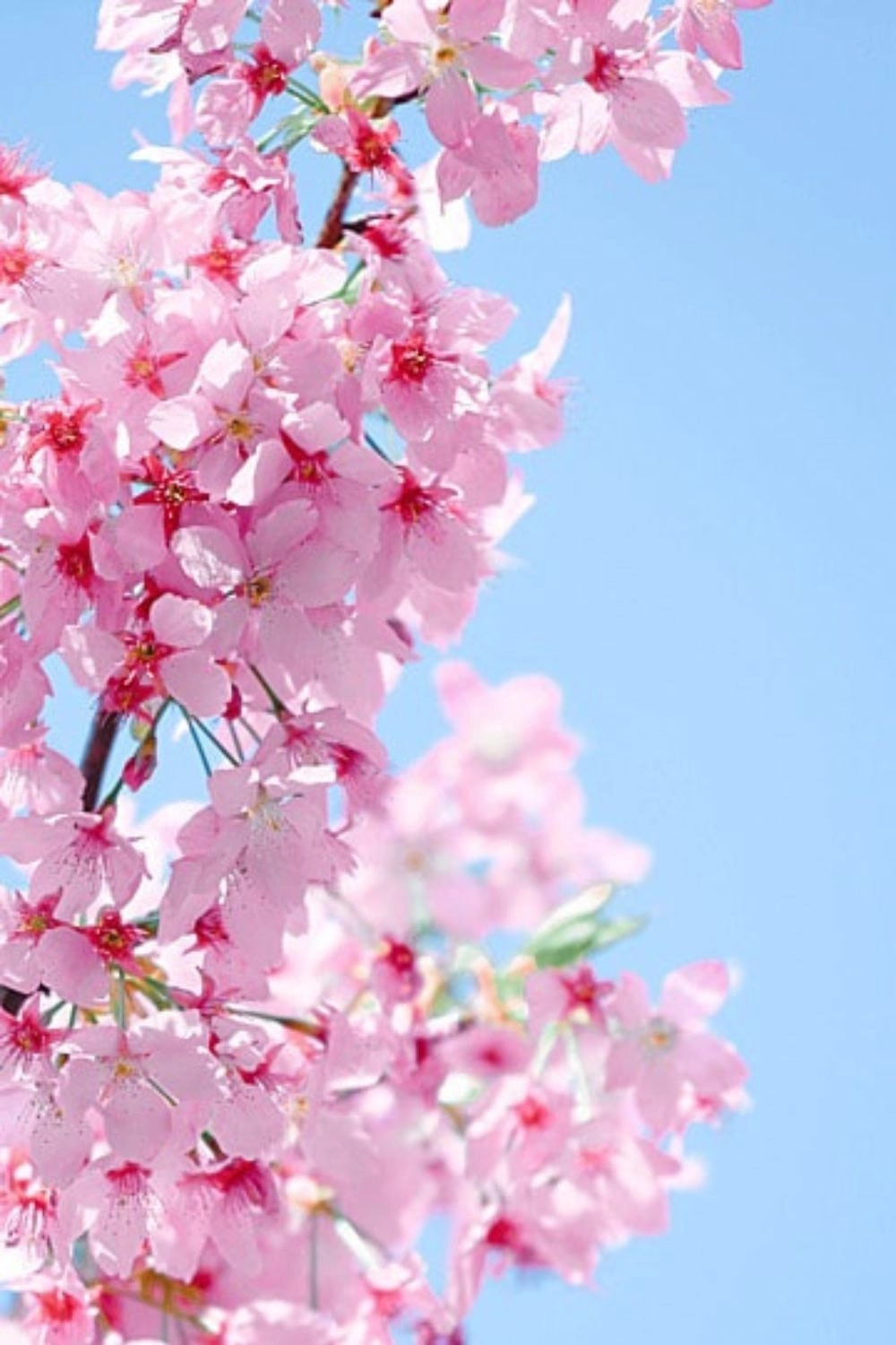 Hình hoa anh đào đẹp tinh khôi đầy chất thơ