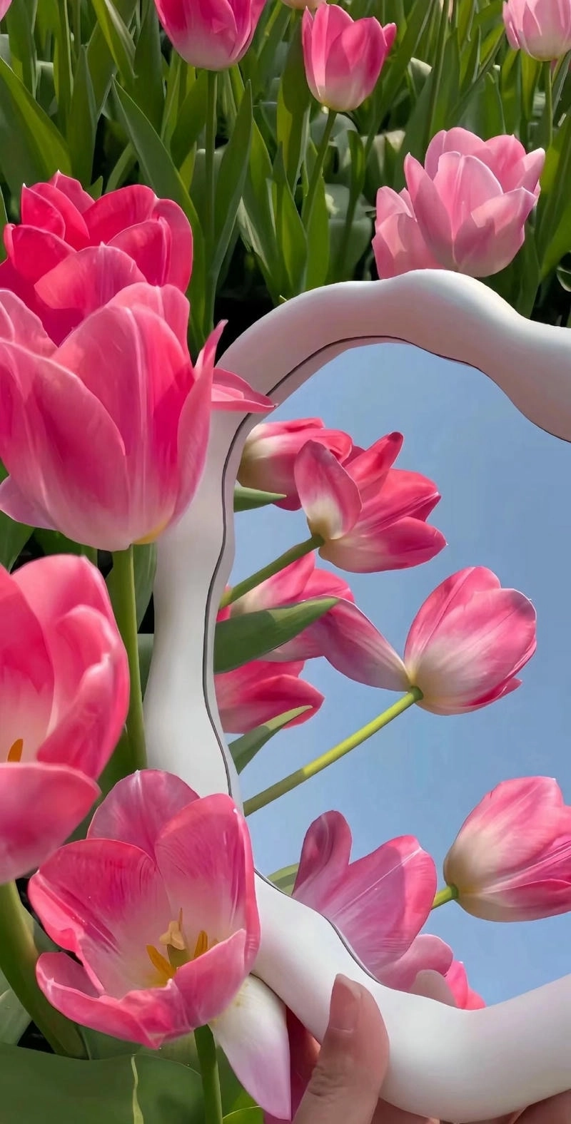 Hình hoa tulip rực rỡ mang vẻ đẹp sang trọng
