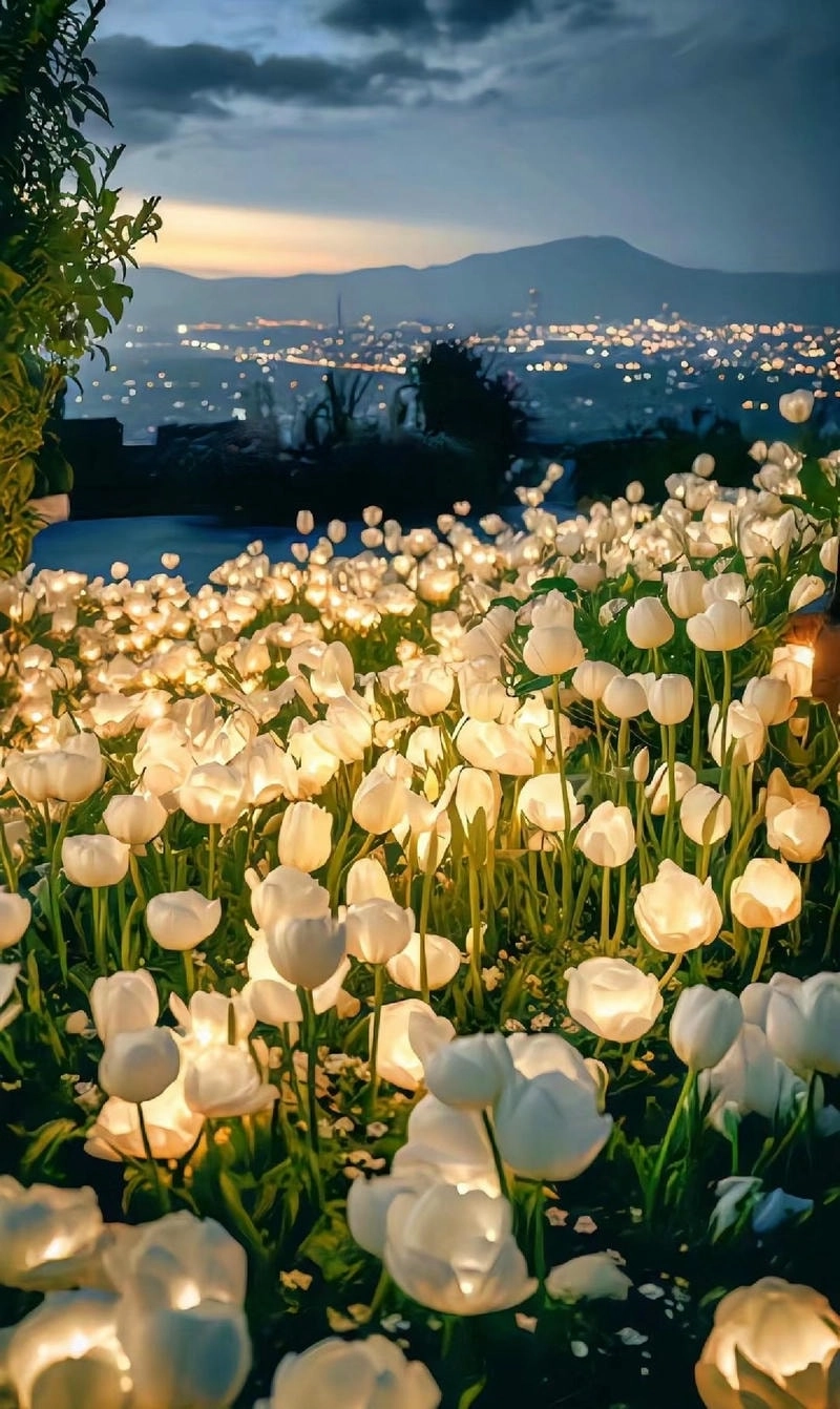 Hình ảnh tulip nở rộ tạo nên cảnh sắc thơ mộng