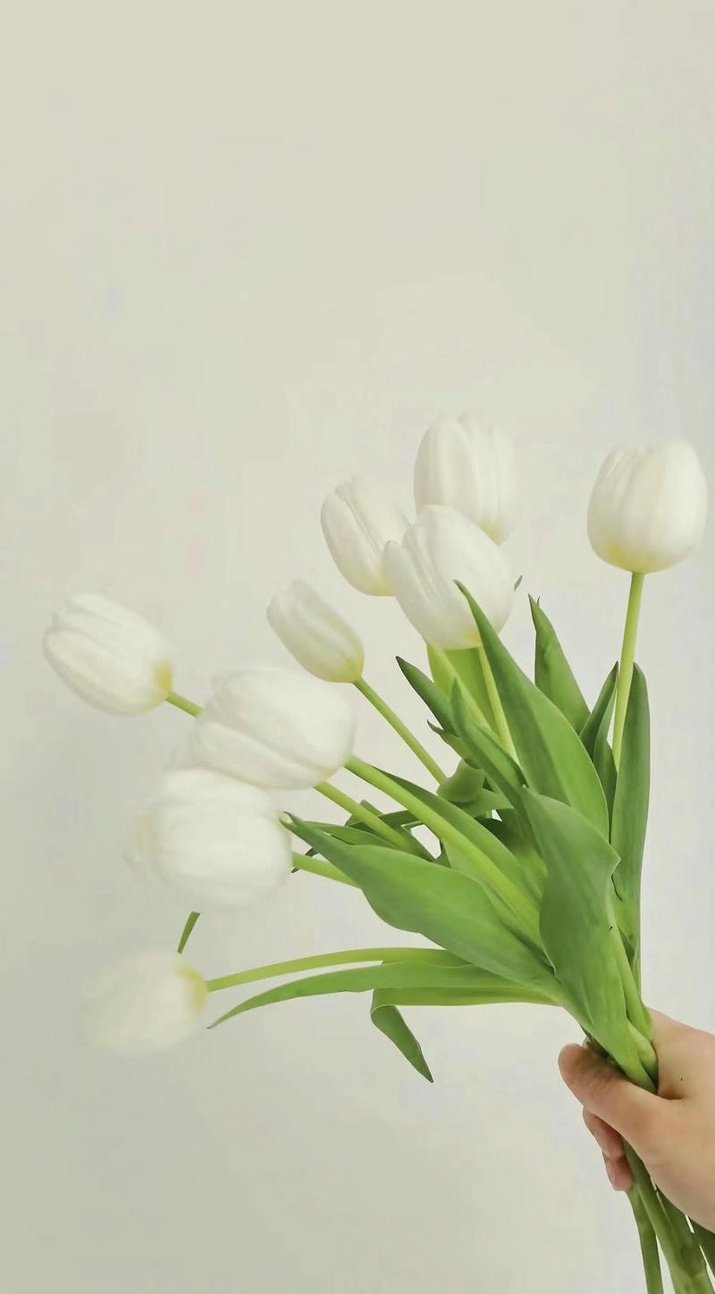 Hình ảnh của hoa tulip thanh nhã và cuốn hút
