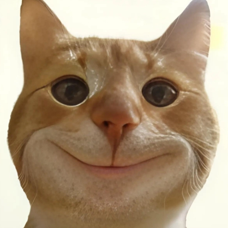 Meme con mèo cười với biểu cảm hài hước khó đỡ