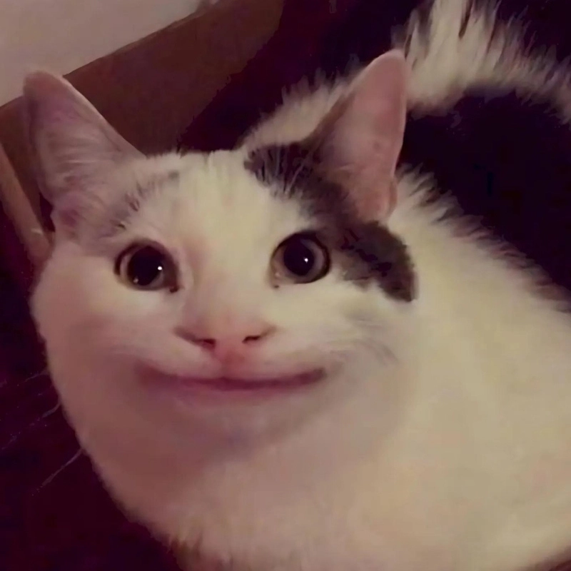 Meme mèo cười haha mang lại tiếng cười sảng khoái