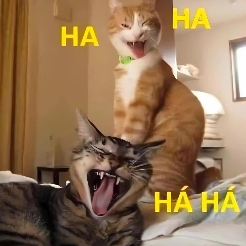 Meme mèo cười cute khiến ai cũng phải bật cười