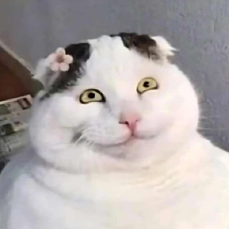 Cười meme mèo với biểu cảm hài hước không thể nhịn