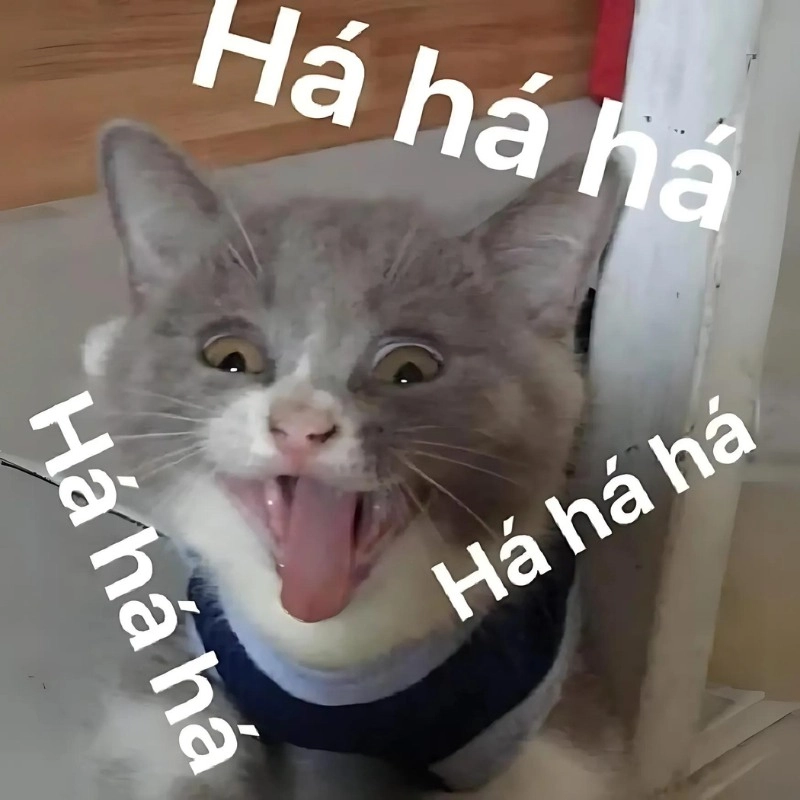 Ảnh con mèo cười meme tạo nên khoảnh khắc hài hước