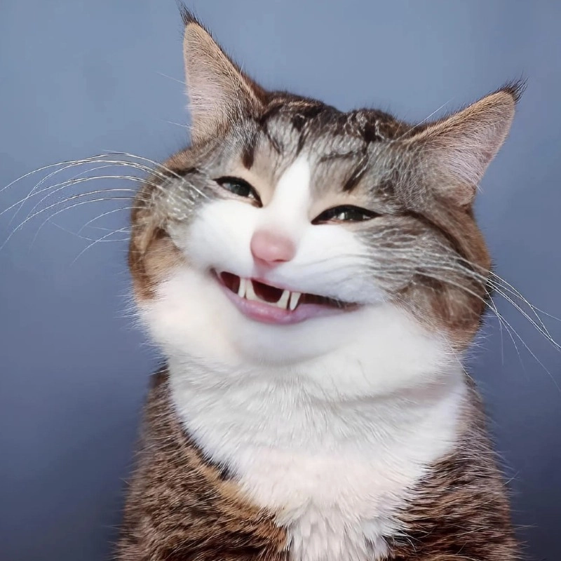 Hình meme mèo cười với thần thái vui vẻ cực cuốn hút