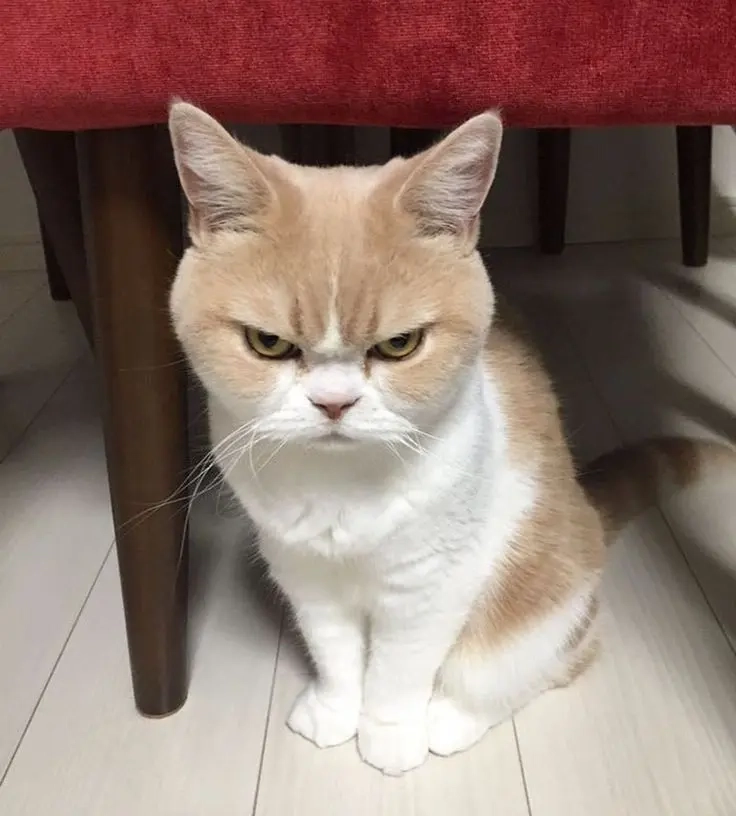 Meme mèo tức giận với biểu cảm cực kỳ hài hước