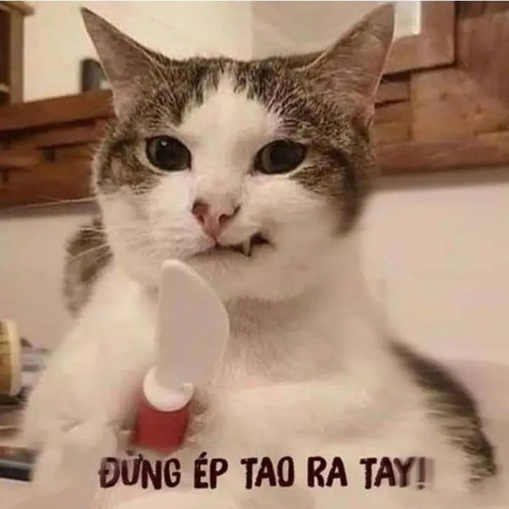 Meme mèo giận dỗi nhìn vừa đáng yêu vừa buồn cười
