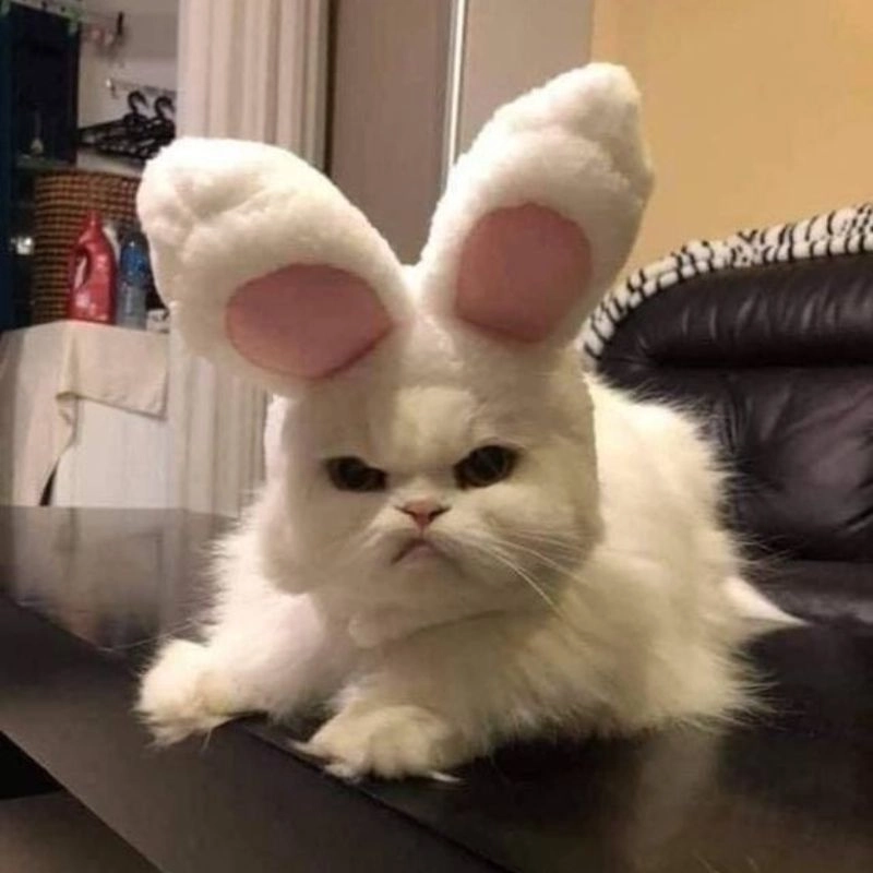 Ảnh mèo cute meme giận dỗi nhưng vẫn đáng yêu