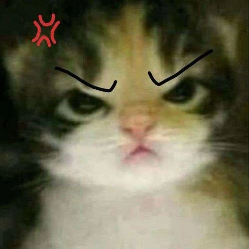 Meme mèo nổi giận với biểu cảm bá đạo cực chất