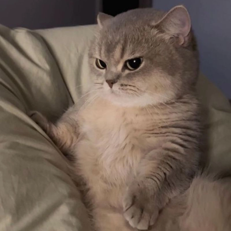 Meme con mèo giận với đôi mắt tròn xoe đáng yêu