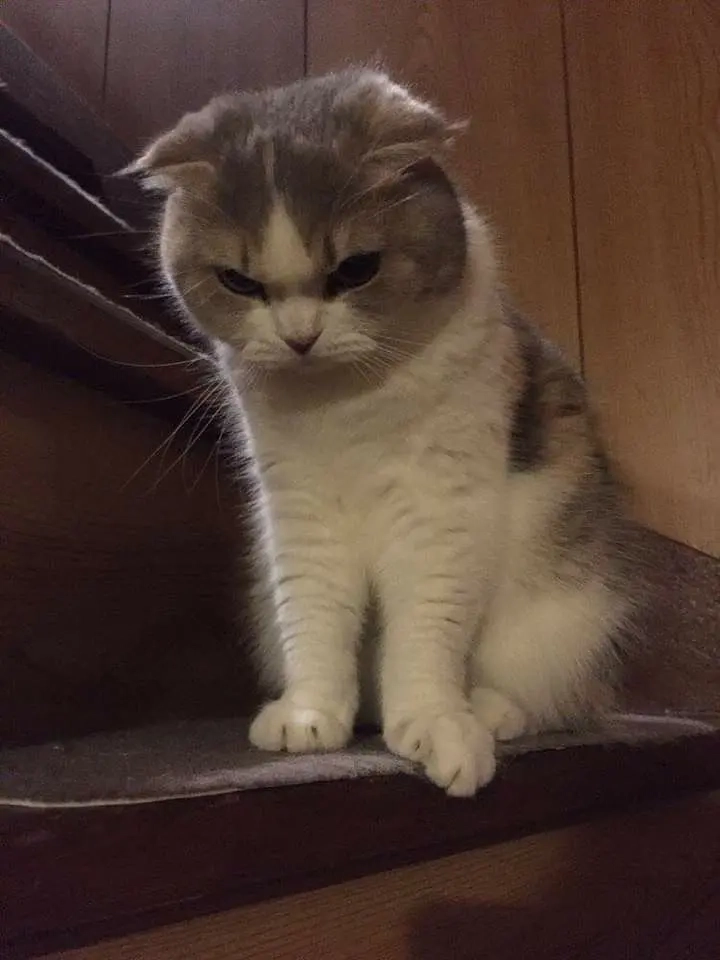 Tức giận ảnh meme dỗi mèo cute siêu lém lỉnh