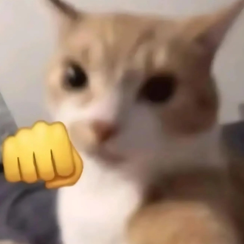 Meme con mèo giận dữ với vẻ mặt không thể nhịn cười