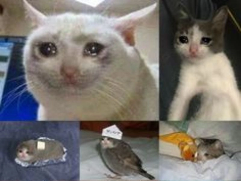 Meme mèo khóc cute với đôi mắt long lanh đầy xúc động