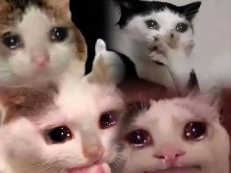 Meme con mèo khóc nhìn vừa thương vừa buồn cười