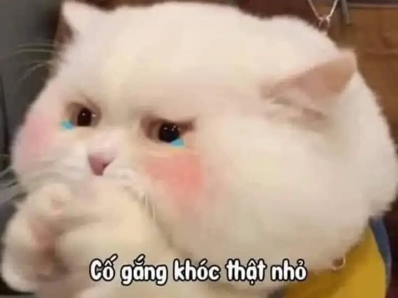 Ảnh meme mèo khóc thể hiện nỗi buồn không thể tả