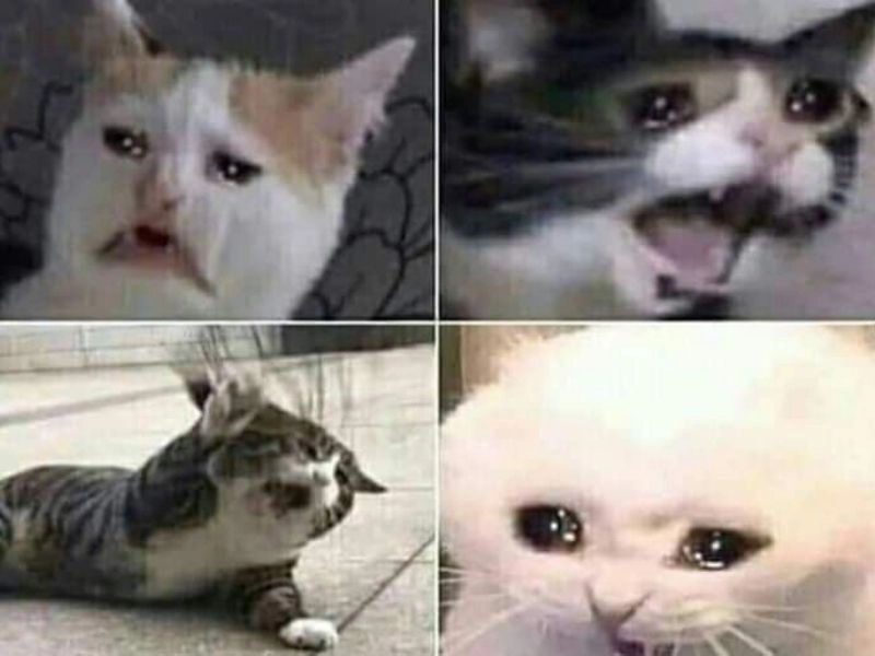 Meme mèo khóc thét với biểu cảm đầy sự tuyệt vọng