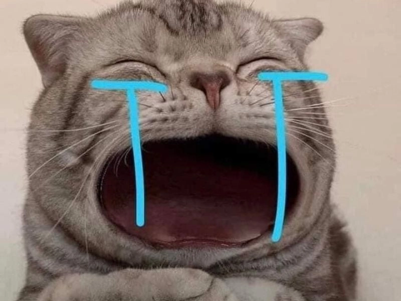 Meme mèo khóc bựa mang đến tiếng cười lẫn sự đồng cảm