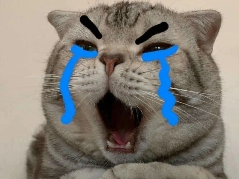 Vô tri meme mèo khóc cute nhưng lại trông cực đáng yêu