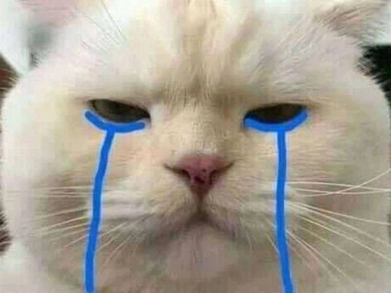Ảnh mèo khóc meme với đôi mắt rưng rưng đầy xúc động