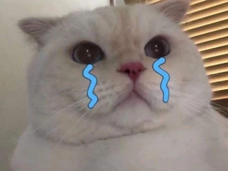 Khóc meme mèo nhìn tội nghiệp nhưng vẫn cực hài hước