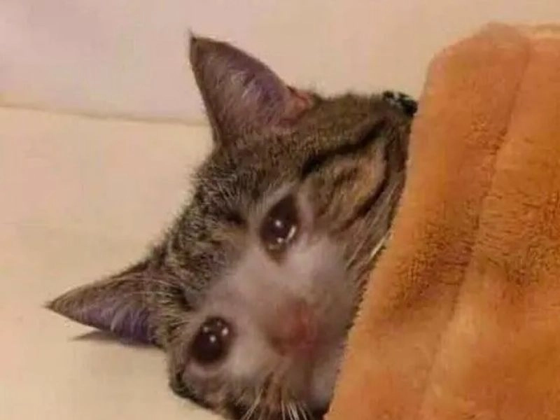 Ảnh con mèo khóc meme khiến ai cũng thấy thương cảm
