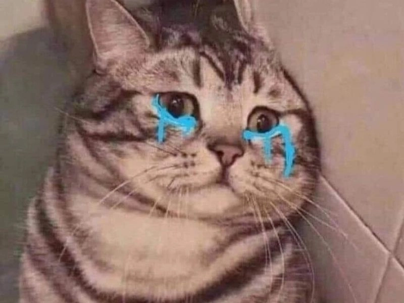 Hình meme mèo khóc với biểu cảm buồn cười nhưng đáng yêu