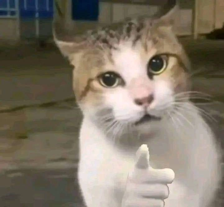 Ok meme mèo gật gù chấp nhận mọi tình huống