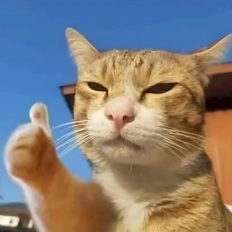 Meme con mèo ok với ánh mắt đầy sự cam chịu